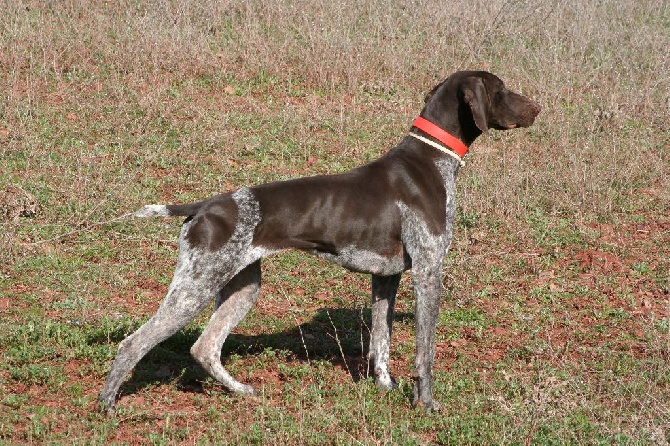 Accueil Elevage Du Serre De Lagarde eleveur de chiens Braque