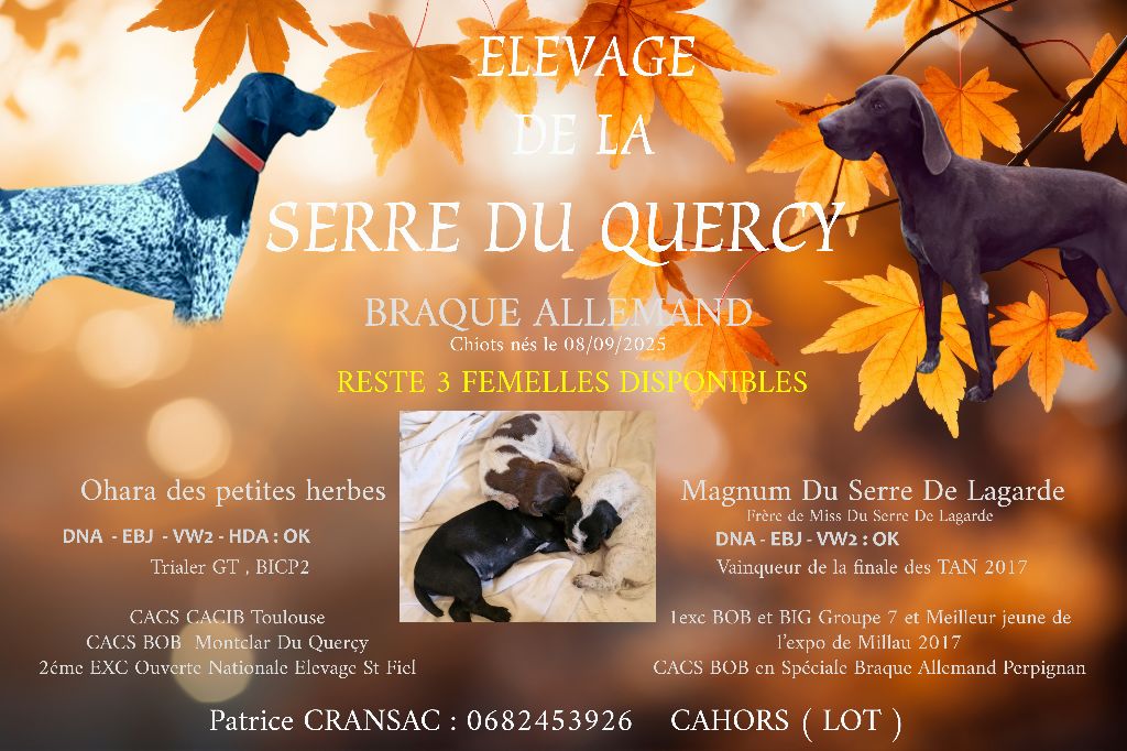Chiots disponibles ( 2 femelles )